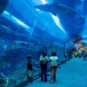 dubai aquarium and underwater zoo