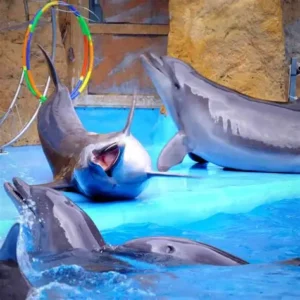 dubai dolphinarium regular