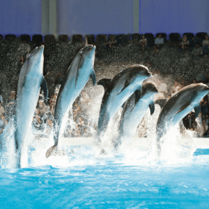 Dubai Dolphinarium dolphin and seal show with trained dolphins and playful seals performing for the audience in Dubai
