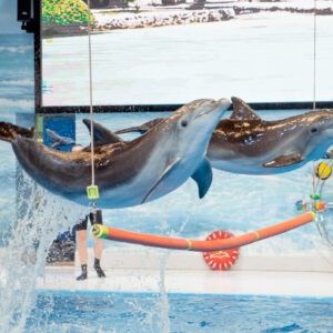 Dubai Dolphinarium VIP show tickets with dolphins and seals performing thrilling tricks during the live animal show in Dubai Dolphinarium