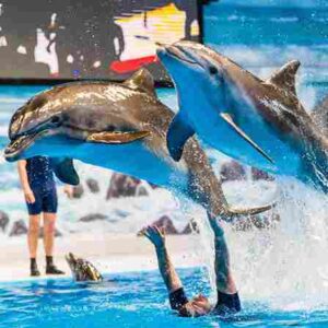 dubai dolphinarium – majestic swim (private session)