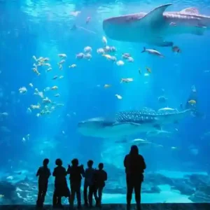 Book The National Aquarium Abu Dhabi Beyond the Glass Ticket for exclusive behind-the-scenes access. Enjoy a guided tour, animal care insights, and premium aquarium experience.