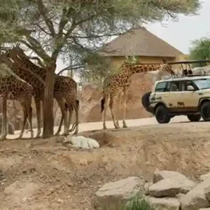 al ain zoo – safari suv