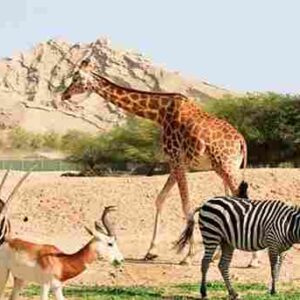 al ain zoo – general admission tickets