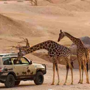 al ain zoo – safari truck experience